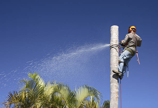  Aurora, NE Tree Care Pros